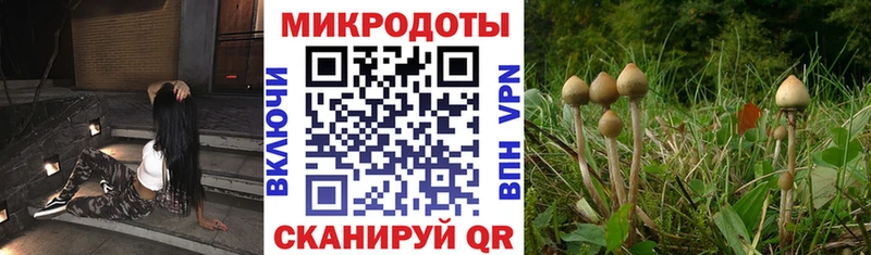 Купить где  Карачаевск  Галлюциногенные грибы GOLDEN TEACHER 
